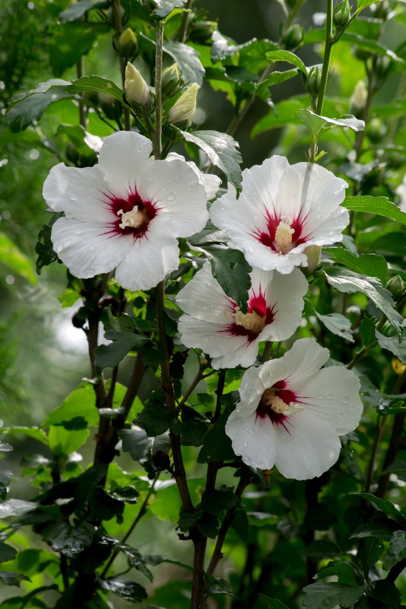 Hibiskus HAMABO szczepiony KRZEW - 3