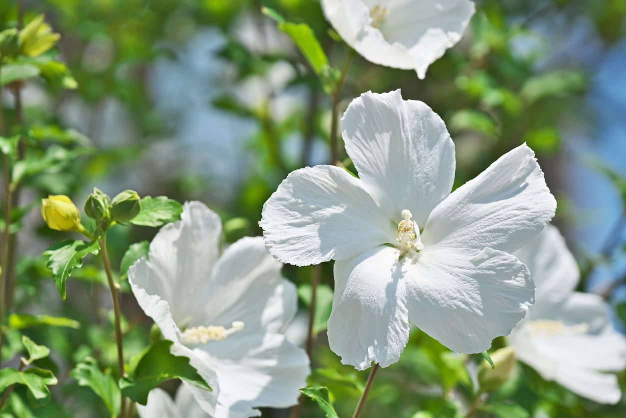 Hibiskus DIANA szczepiony KRZEW - 2