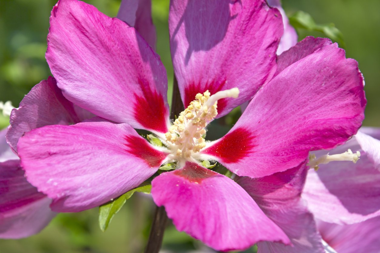 Hibiskus WOODBRIDGE szczepiony KRZEW