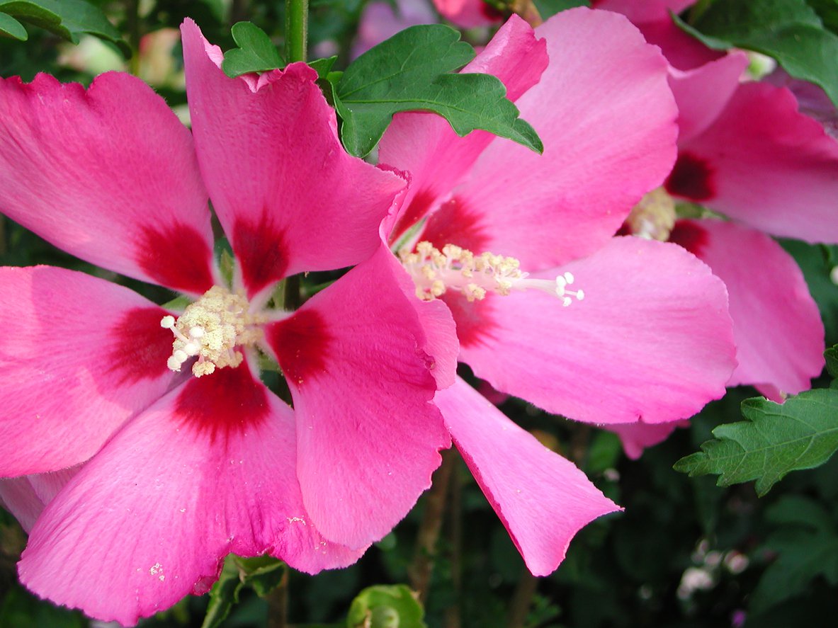 Hibiskus WOODBRIDGE szczepiony KRZEW - 2