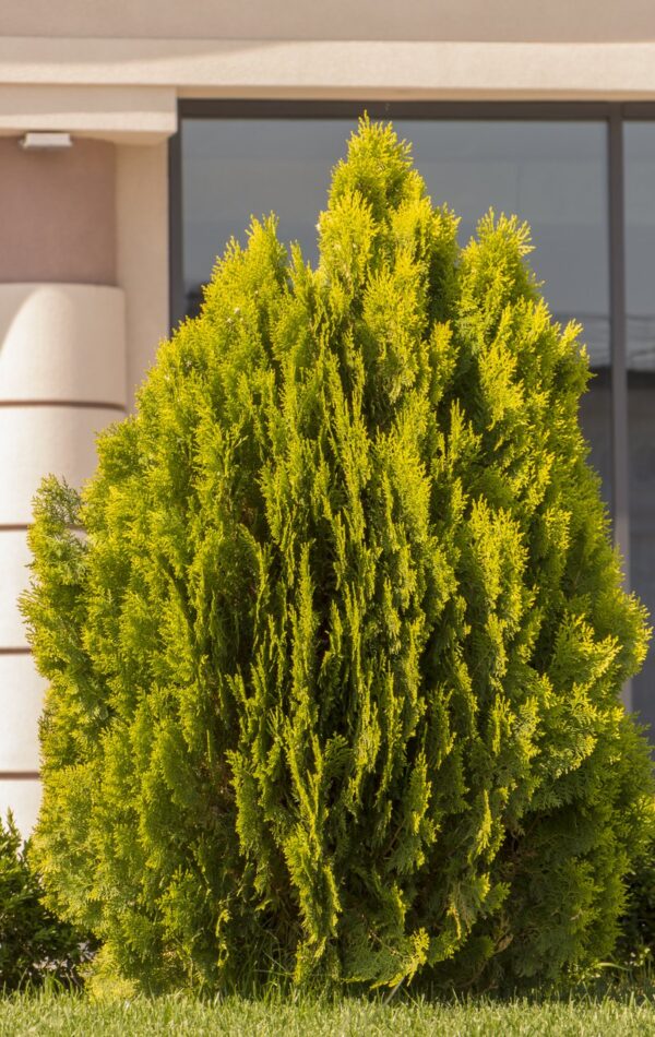 Tuja thuja 4EVER GOLD