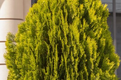 Tuja thuja 4EVER GOLD