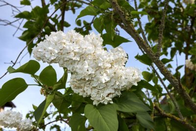 Lilak pospolty MME MADAME LEMOINE 50cm doniczka