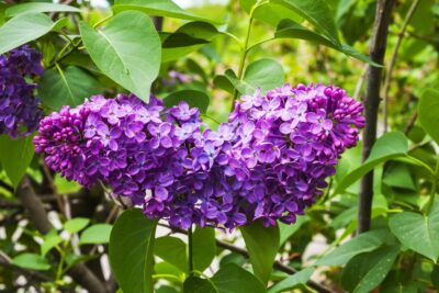 Lilak pospolty CONGO 50cm doniczka