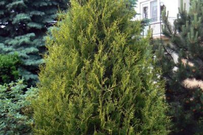 Tuja thuja AUREOSPICATA