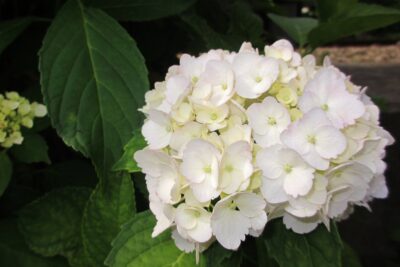 Kalina japońska GRANDIFLORUM 50cm doniczka