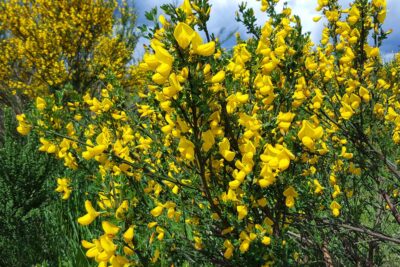 Żarnowiec miotlasty 40cm doniczka