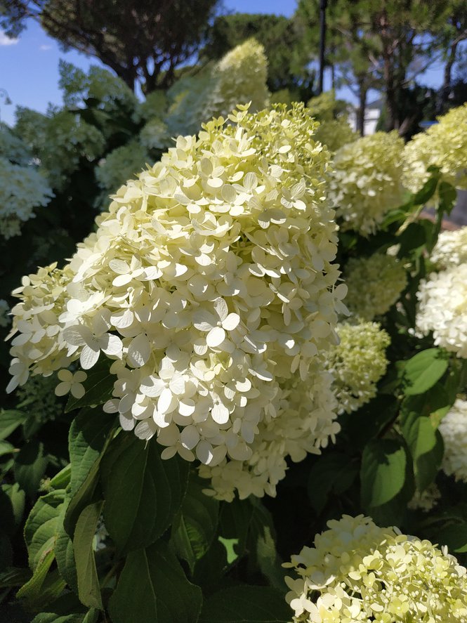 Hortensja bukietowa CANDLELIGHT - 5