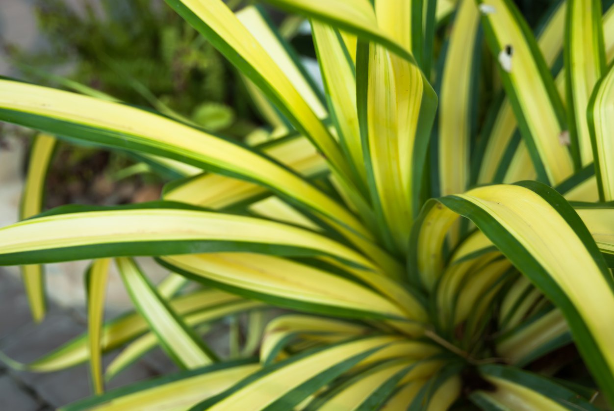 Juka yucca paskowana BANANA SPLIT