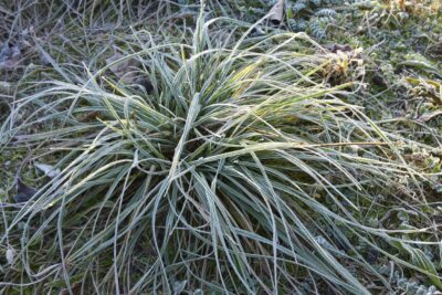 Turzyca Morrowa SILVER SCEPRTE