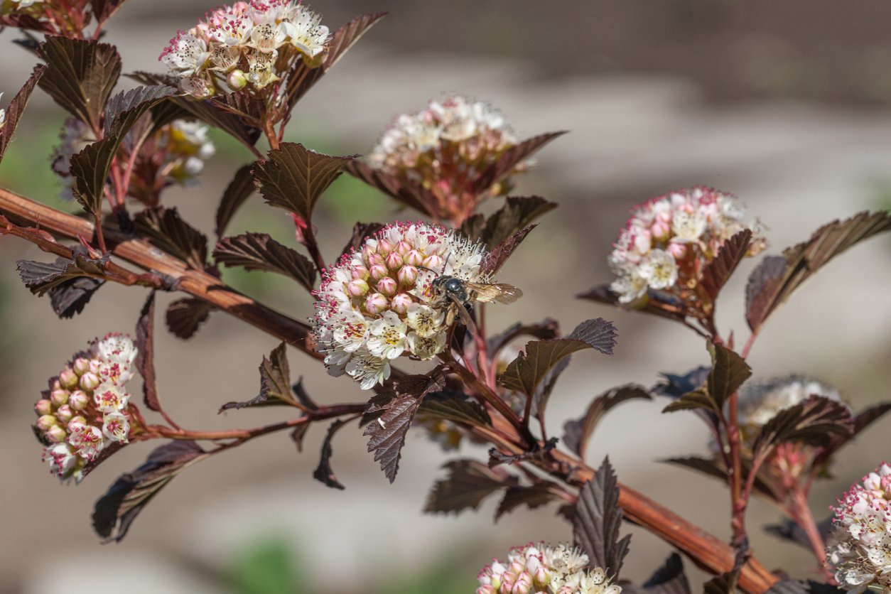 Pęcherznica CZERWONOLISTNA