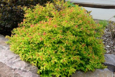 Tawuła japońska GOLDFLAME