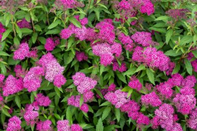 Tawuła japońska SHIROBANA