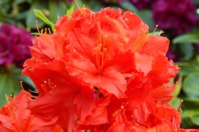 Azalia MANDARIN LIGHTS 50cm doniczka