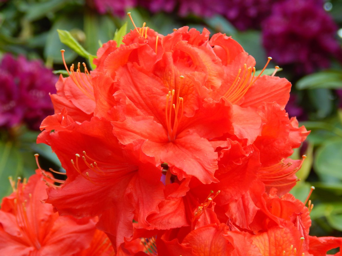 Azalia MANDARIN LIGHTS 50cm doniczka