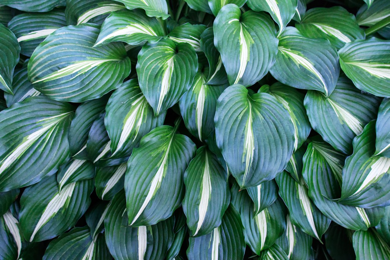 Funkia Hosta KIWI FULL MONTY 30cm doniczka