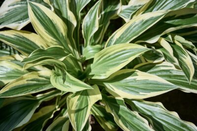 Funkia Hosta LAKESIDE DRAGONFLY 30cm doniczka