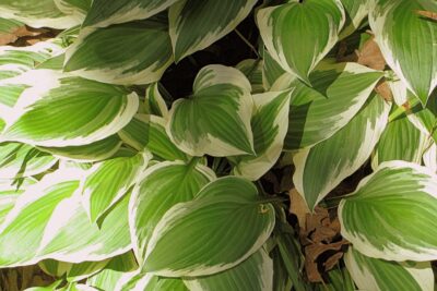 Funkia Hosta SHOGUN 30cm doniczka