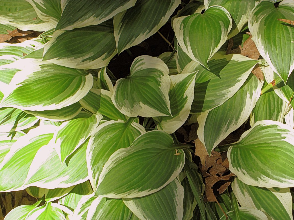 Funkia Hosta SHOGUN 30cm doniczka