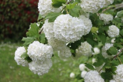 Kalina VIBURNUM OPULUS krzew 100cm doniczka