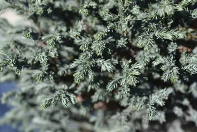 Cyprysik groszkowy PARSLORI 15cm doniczka