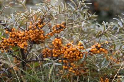 Rokitnik zwyczajny 80cm kopany z gruntu