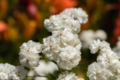 Krwawnik kichawiec DOUBLE DIAMOND