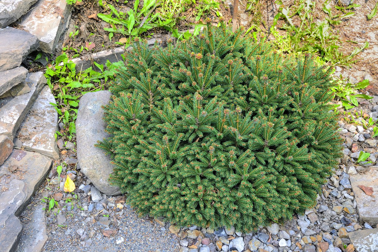 Świerk kulisty NIDIFORMIS 40cm doniczka