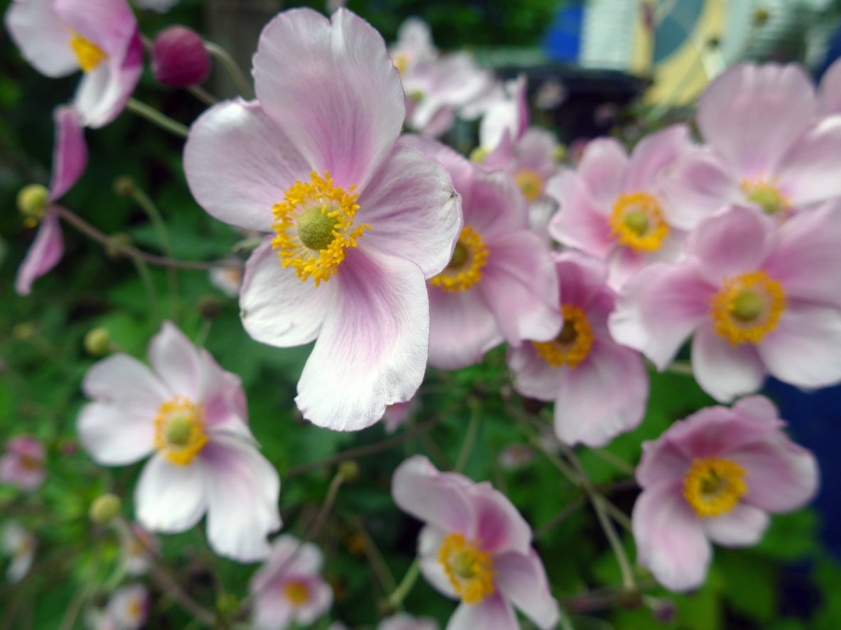 Zawilec japoński różowy PINK SAUCER