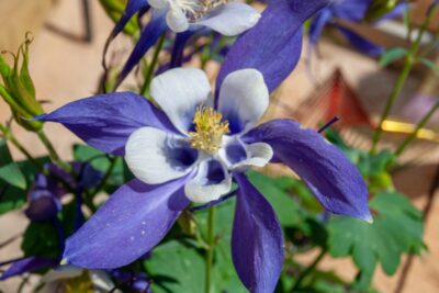 ORLIK BŁEKITNO BIAŁY