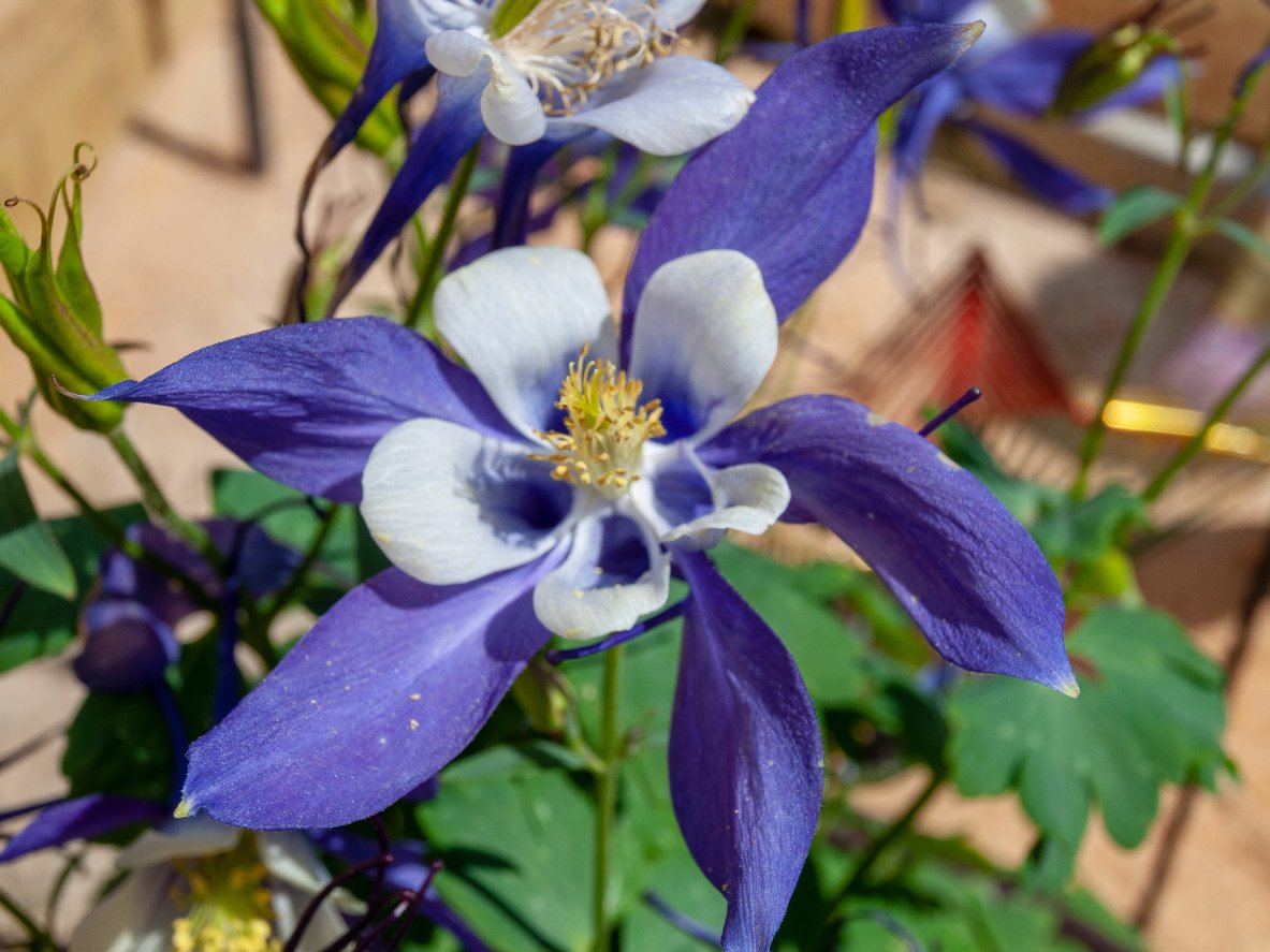 ORLIK BŁEKITNO BIAŁY