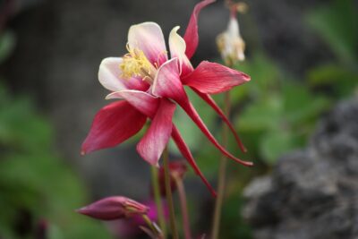 ORLIK wyjątkowy CZERWONO BIAŁY C1,5