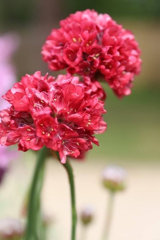 Zawciąg BALLERINA ROT doniczka P13