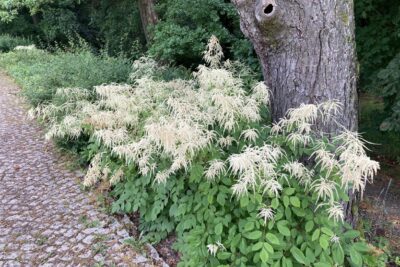 Parzydło leśne PEARL WHITE