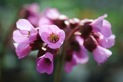 Bergenia sercowata WINTERGLUT
