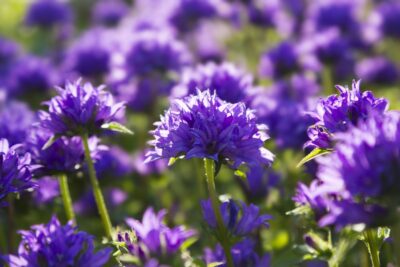 Dzwonek skupiony BELLEFLEUR BLUE