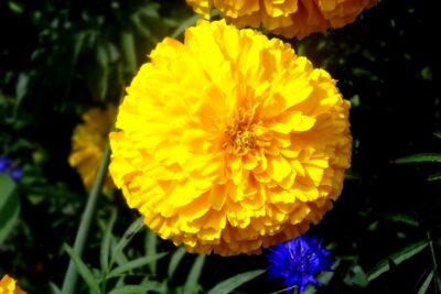 Nachyłek wielkokwiatow SOLANNA GOLDEN SPHERE