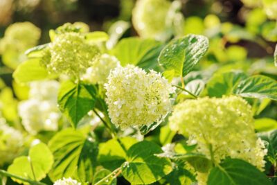 Hortensja bukietowa LITTLE LIME