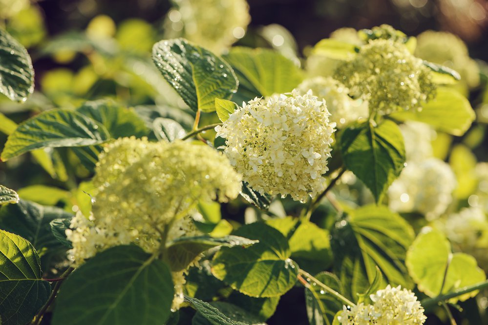 Hortensja bukietowa LITTLE LIME - 3