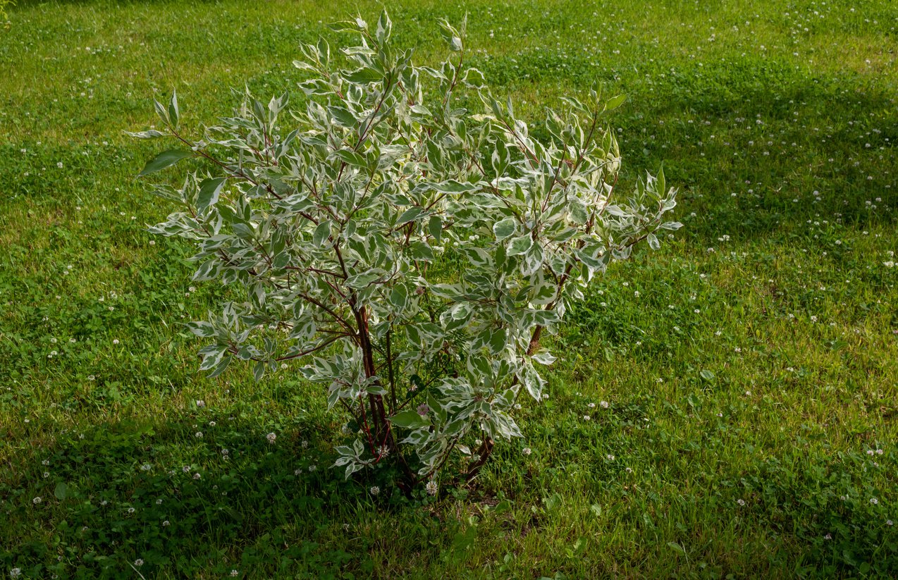 Dereń biały SIBIRICA VARIEGATA - 3