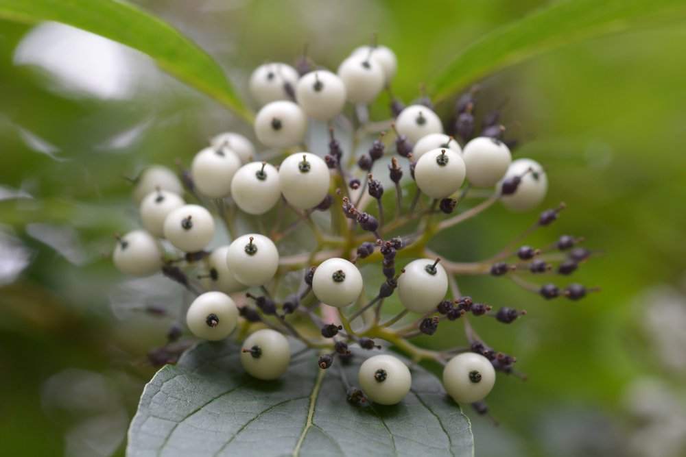 Dereń rozłogowy FLAVIRAMEA - 3