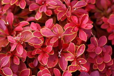 Berberys thunberga RUBY STAR