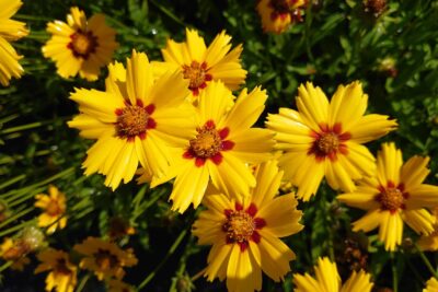 Nachyłek wielkokwiatowy SUNFIRE doniczka C1,5