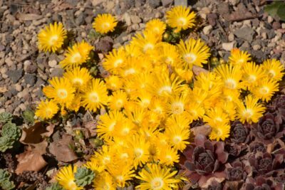 Przypołudnik gęsty