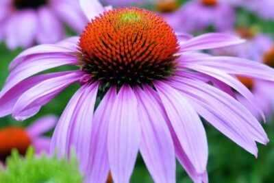 Echinacea jeżówka PRAIRIE SPLENDOR DEEP ROSE