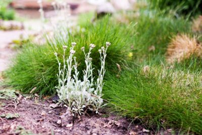 Kostrzewa Gautiera NIEDŹWIEDZIE FUTRO