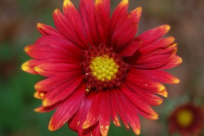 Gailardia SUNBURST BURGUNDY doniczka C1,5