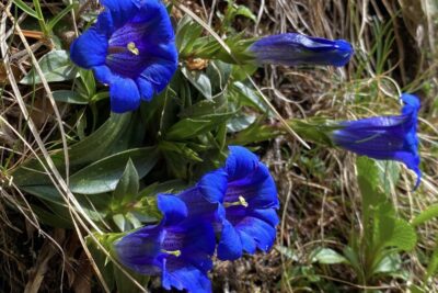 Goryczka bezłodygowa