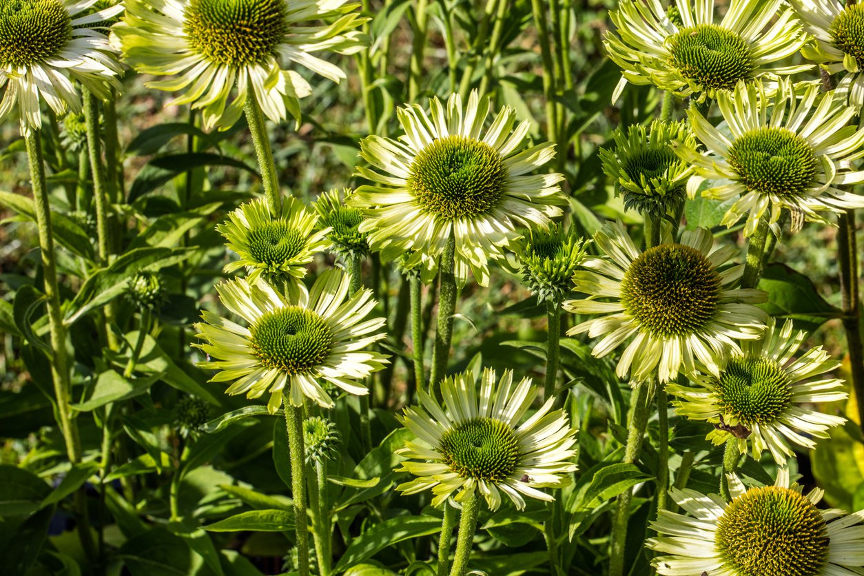 Echinacea Jeżówka GREEN JEWEL - 2