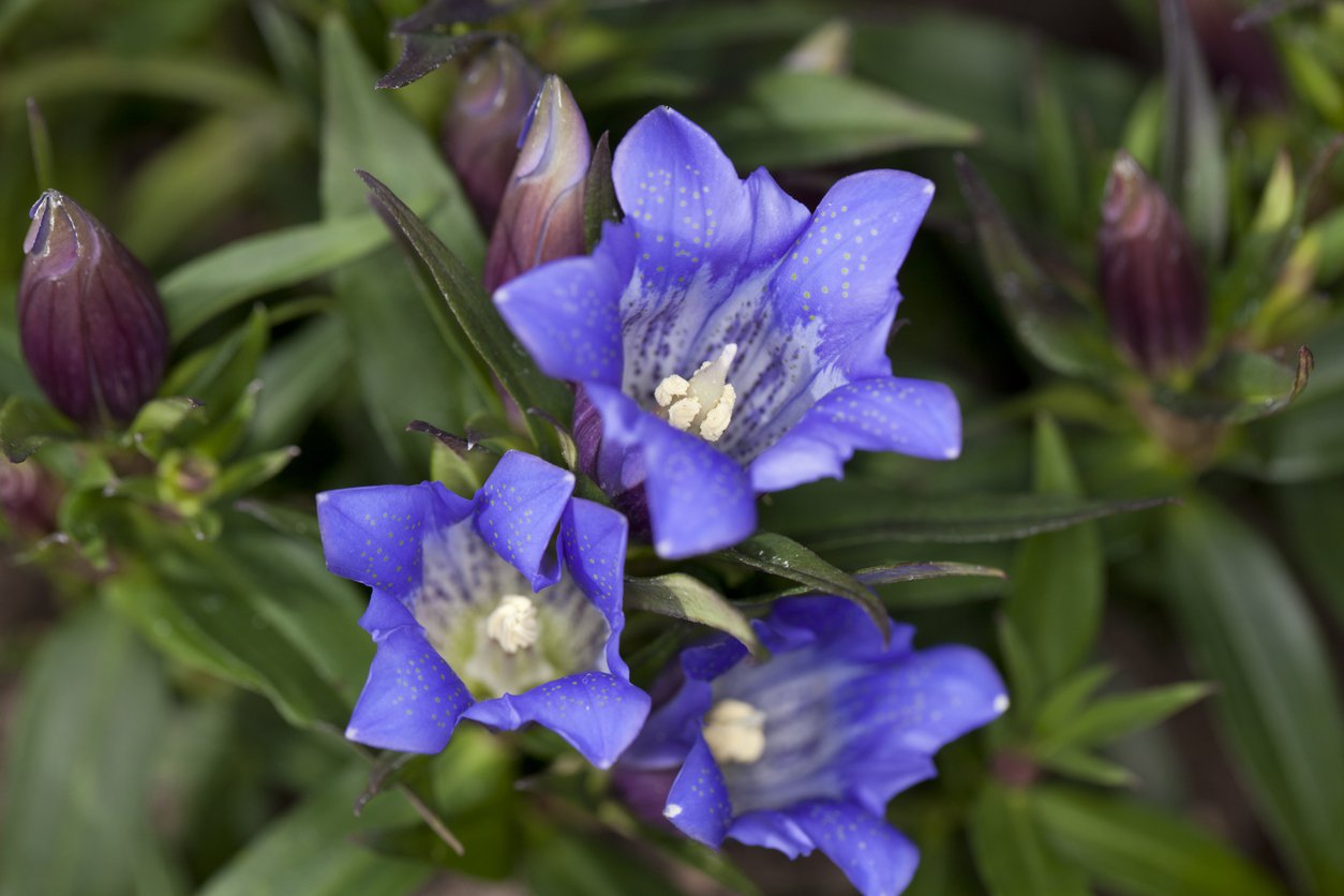 Goryczka siedmodzielna doniczka P9